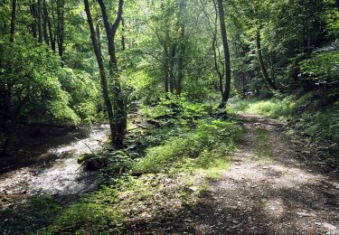 Trail On foot Bendorf - Saynsteig - Photo