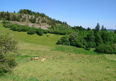 Trail Walking Landeyrat - Cantal - Landeyrat - La Roche - 12km 180m 3h35 - 2019 06 28 - Photo