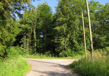 Tocht Stappen Choisy-au-Bac - en forêt de Laigue_7_06_2020_sur les routes de la Fontaine à Baril_Belle Assise_Plessis-Brion_chemin de Voie d'Eau - Photo