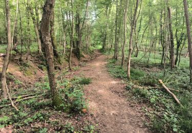 Trail Walking Soucy - Petite promenade dans la forêt de SOUCY  - Photo