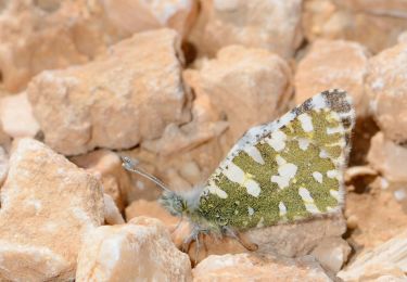 Randonnée A pied Conseil régional de Ramat Negev - IL-18371 - Photo