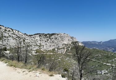 Trail Walking Ollioules - Le Croupatier - Photo