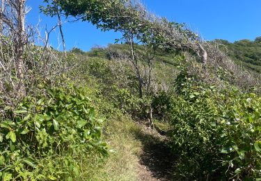 Excursión Marcha nórdica Le Vauclin - La boucle Faula -Trou cochon - Photo