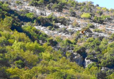 Trail On foot Bet Shemesh - IL-9333 - Photo