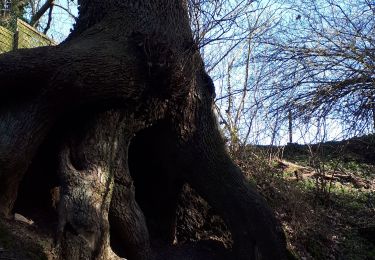 Trail Walking Huy - Huy - La Sarte - Photo