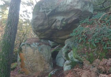 Trail Walking Fontainebleau - rocher d'Avon 13 janvier 2023  - Photo