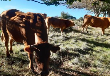 Trail Walking Orcival - guery Banne d'Ordanche - Photo