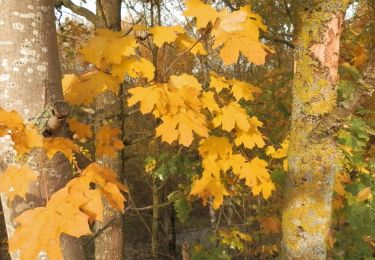 Tour Wandern Genappe - #181109 - Amis de Bousval n°8 - Promenade des grands fossés**** - Photo