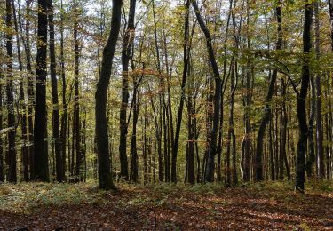 Tocht Te voet Unterlamm - Laufstrecke (gelb) - Photo