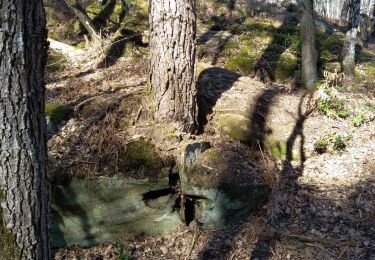 Trail Walking Fontainebleau - l'IG le mot merle - Photo