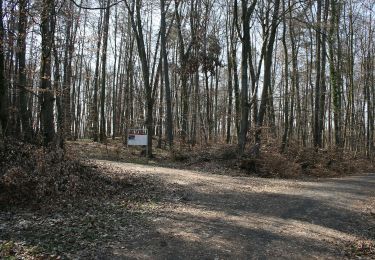 Tour Zu Fuß Nidderau - Ahorn - Photo