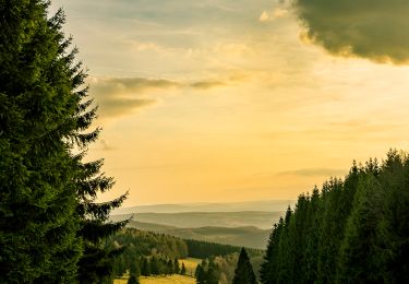 Randonnée A pied Floh-Seligenthal - Rundwanderweg Struth-Rennsteig-Struth - Photo