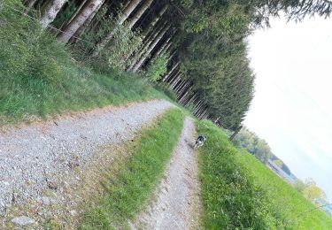 Excursión Senderismo Libramont-Chevigny - Bois - Photo