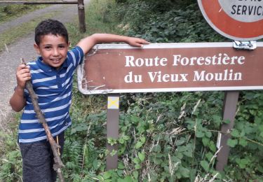 Randonnée Marche Bagnoles-de-l'Orne-Normandie - Route forestière du vieux moulin  - Photo
