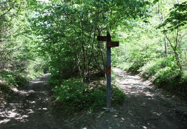 Trail On foot Alpignano - IT-203 - Photo