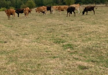 Trail Horseback riding Métairies-Saint-Quirin - Petit tour tranquille Vispa tivio iago Apache  - Photo