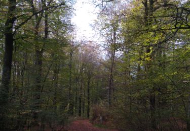 Trail Walking Raon-aux-Bois - Raon Nov 2022 - Photo