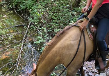 Trail Horseback riding Roybon - Roybon  - Photo