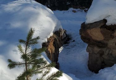 Randonnée Raquettes à neige Ceillac - ceillac ravin du clos des oiseaux 11kms 506m  - Photo