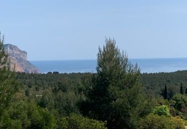 Tour Wandern Cassis - Plan olive - Photo