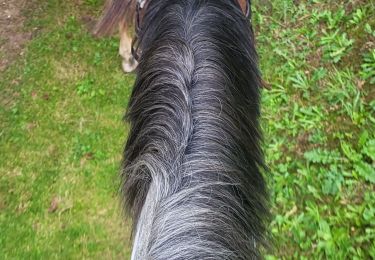 Tocht Paardrijden Compreignac - saint pardoux - Photo