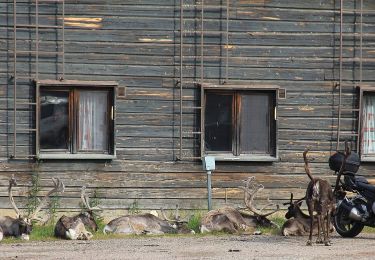 Tour Zu Fuß Muonio - Pallas-Mäntyrova-Torassieppi kesäreitti - Photo