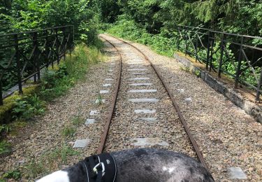 Tocht Stappen Érezée - Gobackforodette - Photo