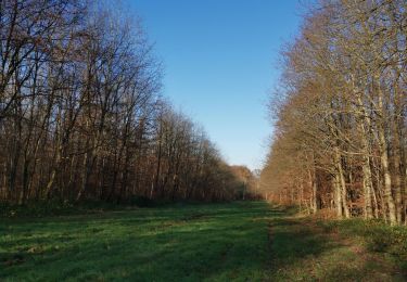 Percorso Marcia Muchedent - forêt Eawy les essarts - Photo