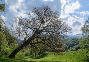 Tocht Te voet Irdning-Donnersbachtal - Moseralm - Photo