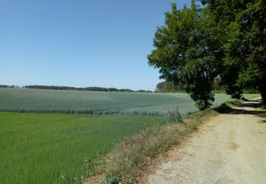 Tour Wandern Court-Saint-Étienne - par le petit St. Jacques - Photo