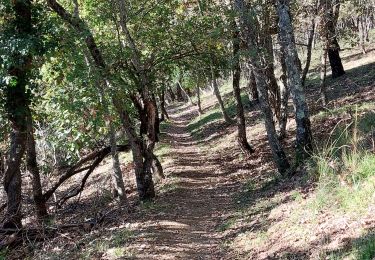 Tocht Stappen Collobrières - Collobrieres plateau Lambert  - Photo