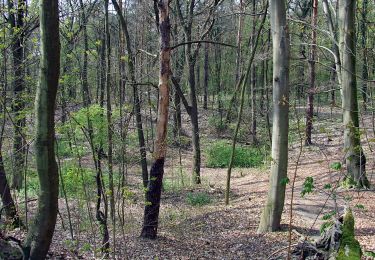 Percorso A piedi  - Cottbuser Wanderring - Photo