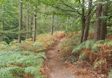 Trail Walking Braine-le-Comte - bois de la houssière - Photo