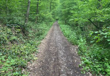 Trail Walking Montigny-le-Tilleul - Balade dominicale  - Photo