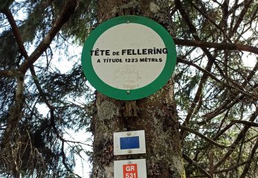 Trail Walking Bussang - 14-04-24 Drumont par cabanes -tête de Fellering - Photo