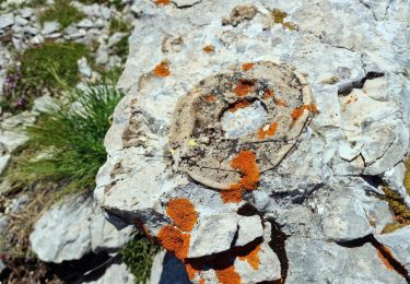 Tocht Stappen Le Dévoluy - Vallons des Adroits et Girier Via Lachap - Photo