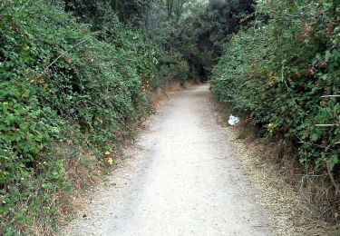 Trail On foot Collado Villalba - CV 7 - Camino hacia el Telégrafo - Photo
