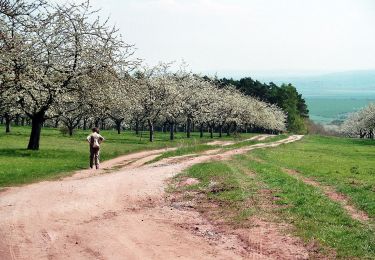 Excursión A pie Kelbra (Kyffhäuser) - Königspfalz Tilleda -Udersleben - Photo