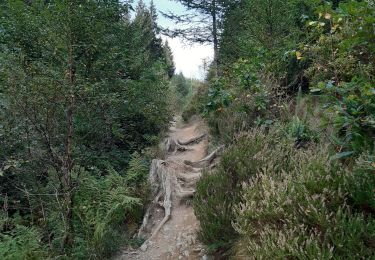 Trail Walking Malmedy - Longfaye . Sourbrodt . Ovifat . Cheneux . Longfaye - Photo