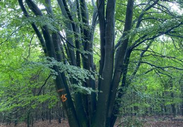 Randonnée Marche Durbuy - Oppagne - Photo