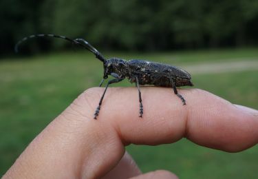 Excursión A pie Desconocido - Dălghiu - Poiana Teslei - Photo