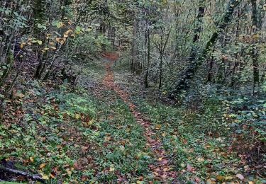 Tour Elektrofahrrad Saint-Clément - sortie vtt 01112023 deneuvre - Photo