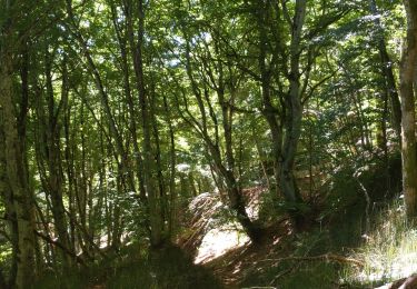 Excursión Senderismo Orcines - Ballade autour des Puys  - Photo