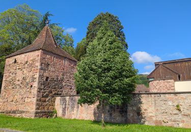 Percorso Marcia Andlau - Les châteaux d'Andlau et le vignoble de Mittelbergheim. - Photo