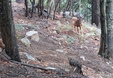 Trail Walking Quenza - rando Corse dans Bavella - Photo