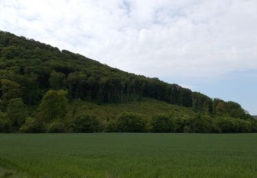 Percorso A piedi Szentgál - Szentgáli Tiszafás Tanösvény - Photo