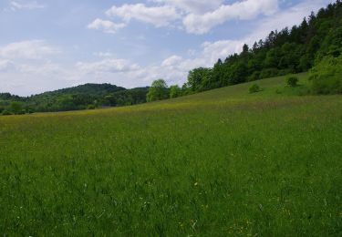 Trail On foot Urbach - Urbacher Wanderweg 11 - Photo