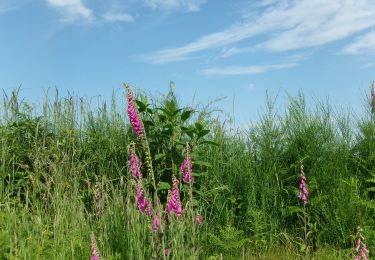 Tocht Stappen Pont-de-l'Arche - 20240604-foret de bord cool - Photo