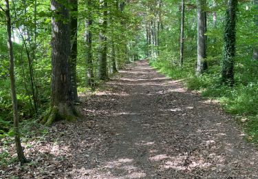Trail Walking Braine-l’Alleud - BE-Braine-l'Alleud - BSI - Promenade du Seigneur Isaac - Photo