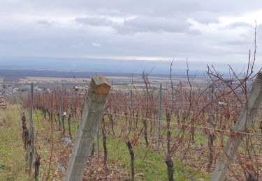 Tour Wandern Geberschweier - rdpr gueberscwihr 211130 - Photo